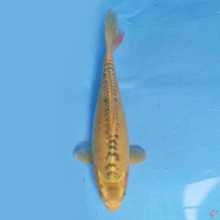 Gin Ki Matsuba 33 cm