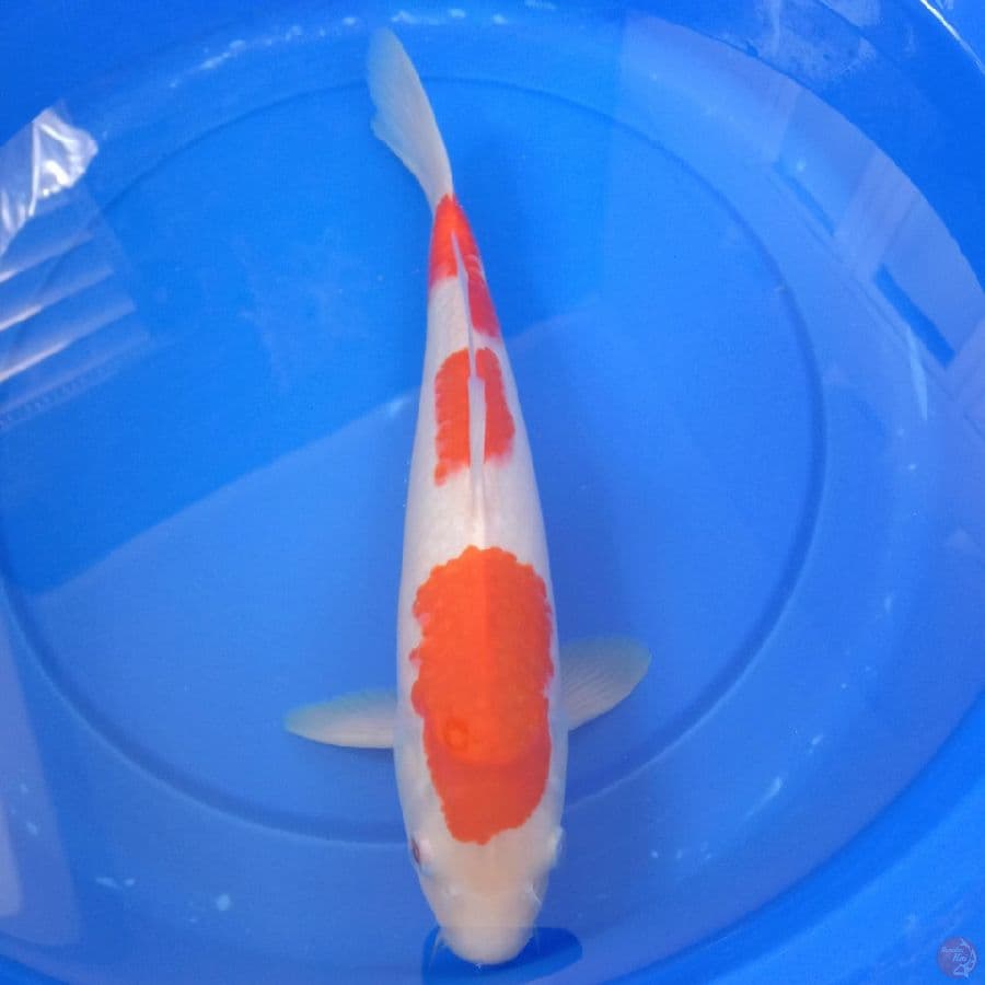 Kohaku 35 cm