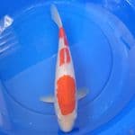 Kohaku 35 cm