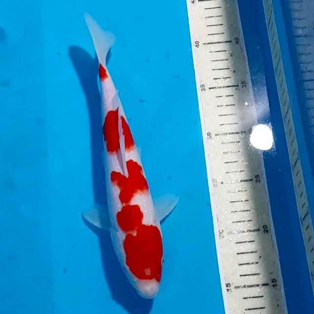 KOHAKU 28 CM
