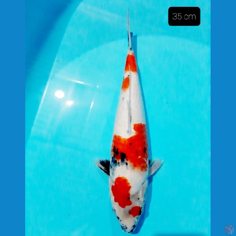 punuk unta 35 cm