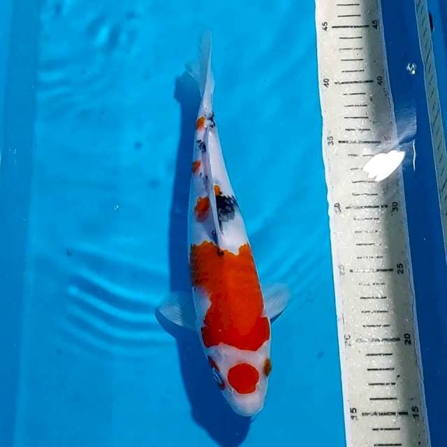 MARUTEN SANKE 28 CM