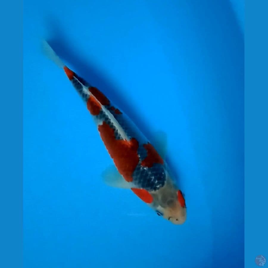 Red Goshiki