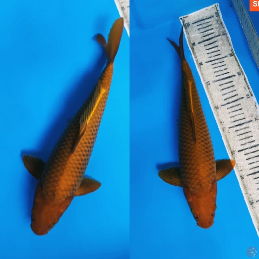 Chagoi 41cm