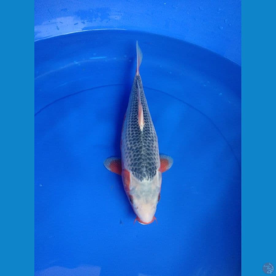 Asagi 33cm 