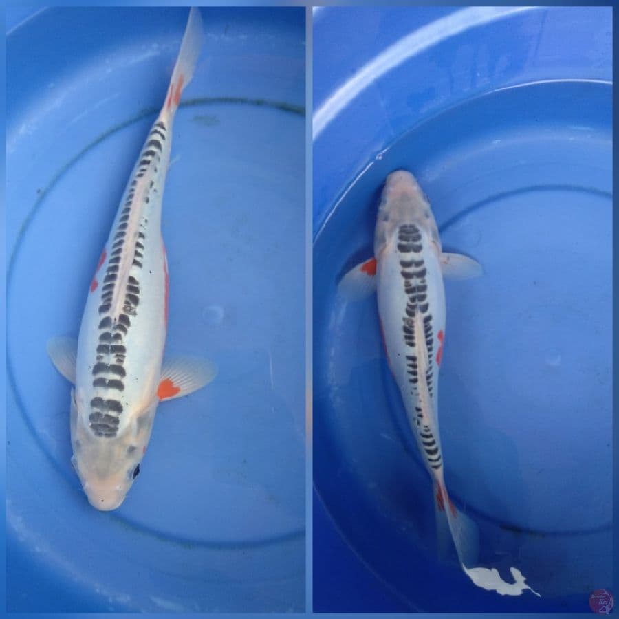 shusui 37cm