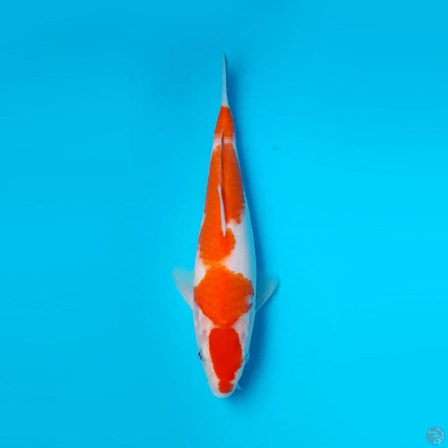 KOHAKU DAINICHI 20CM
