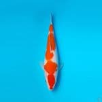 KOHAKU DAINICHI 20CM