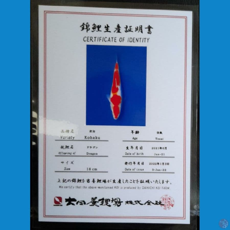 KOHAKU DAINICHI 20CM