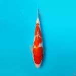 KOHAKU DAINICHI 19CM
