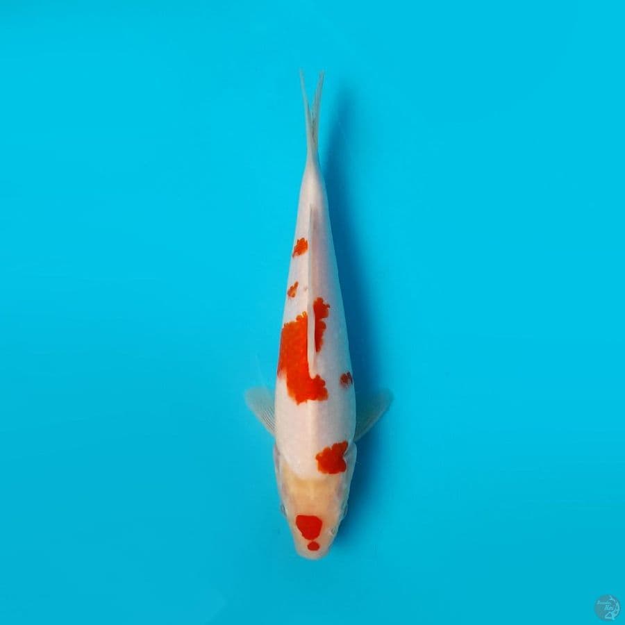 KOHAKU DAINICHI 21CM
