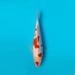 KOHAKU DAINICHI 21CM