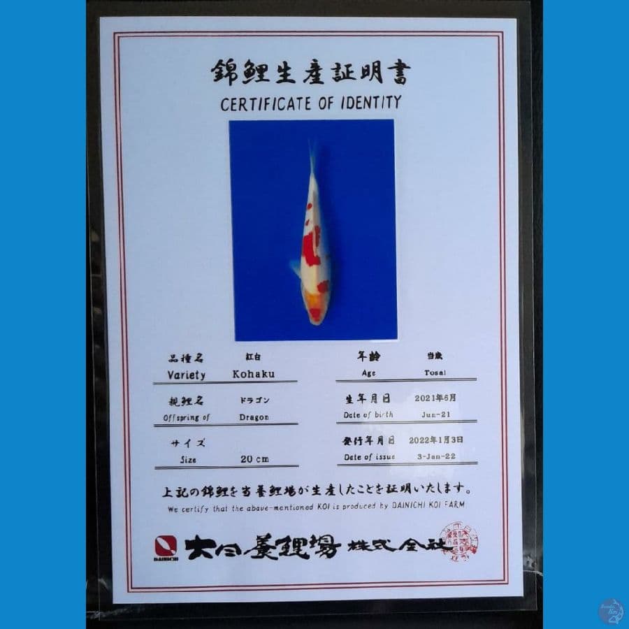 KOHAKU DAINICHI 21CM