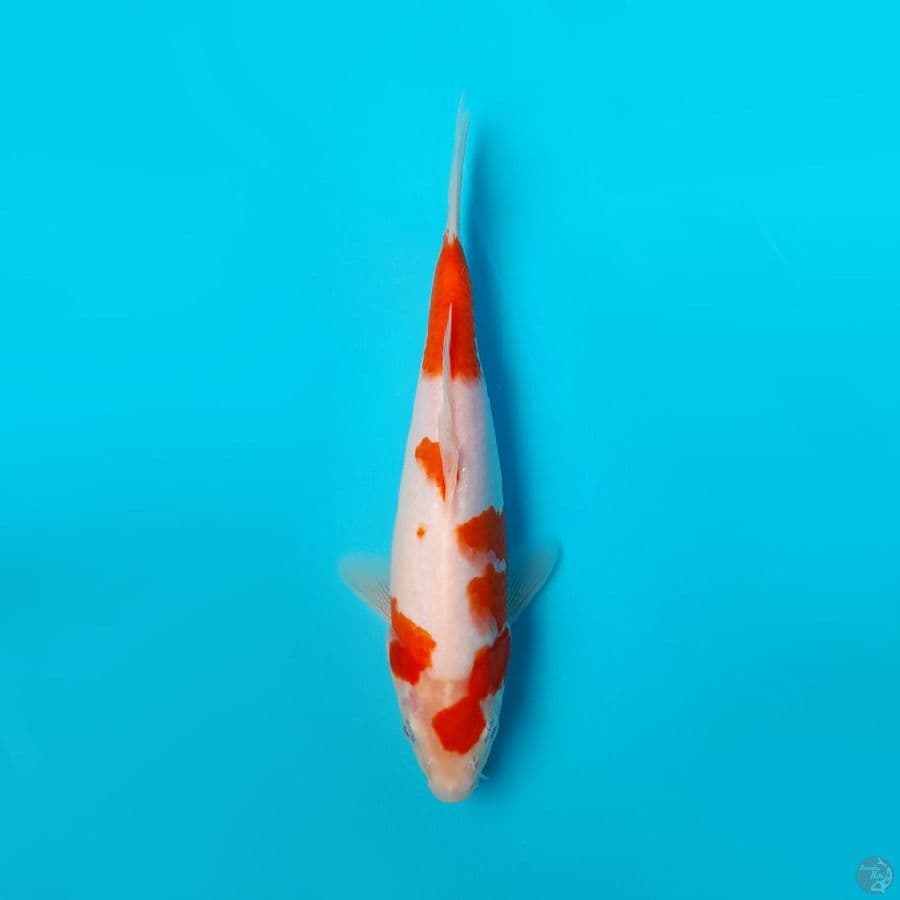 KOHAKU DAINICHI 22CM