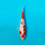 KOHAKU DAINICHI 22CM