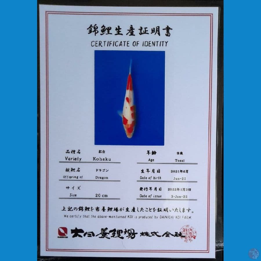 KOHAKU DAINICHI 22CM