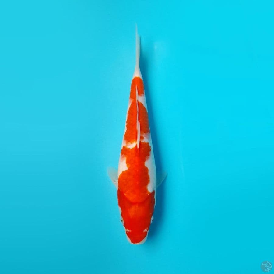 KOHAKU DAINICHI 21CM