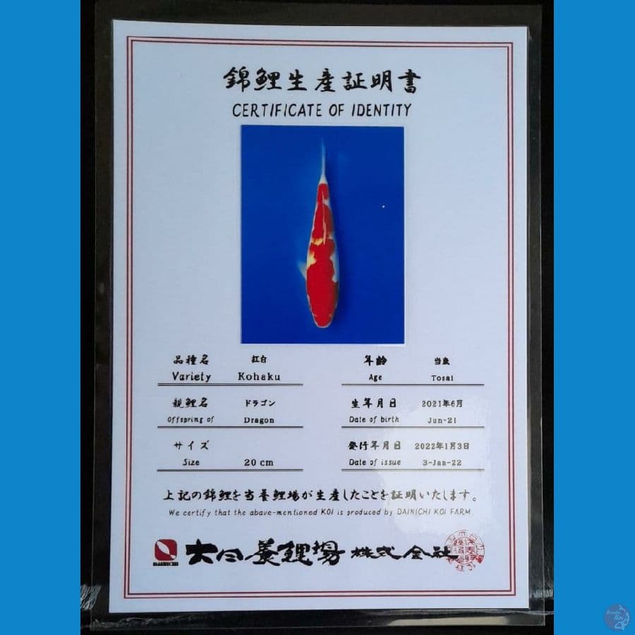 KOHAKU DAINICHI 21CM