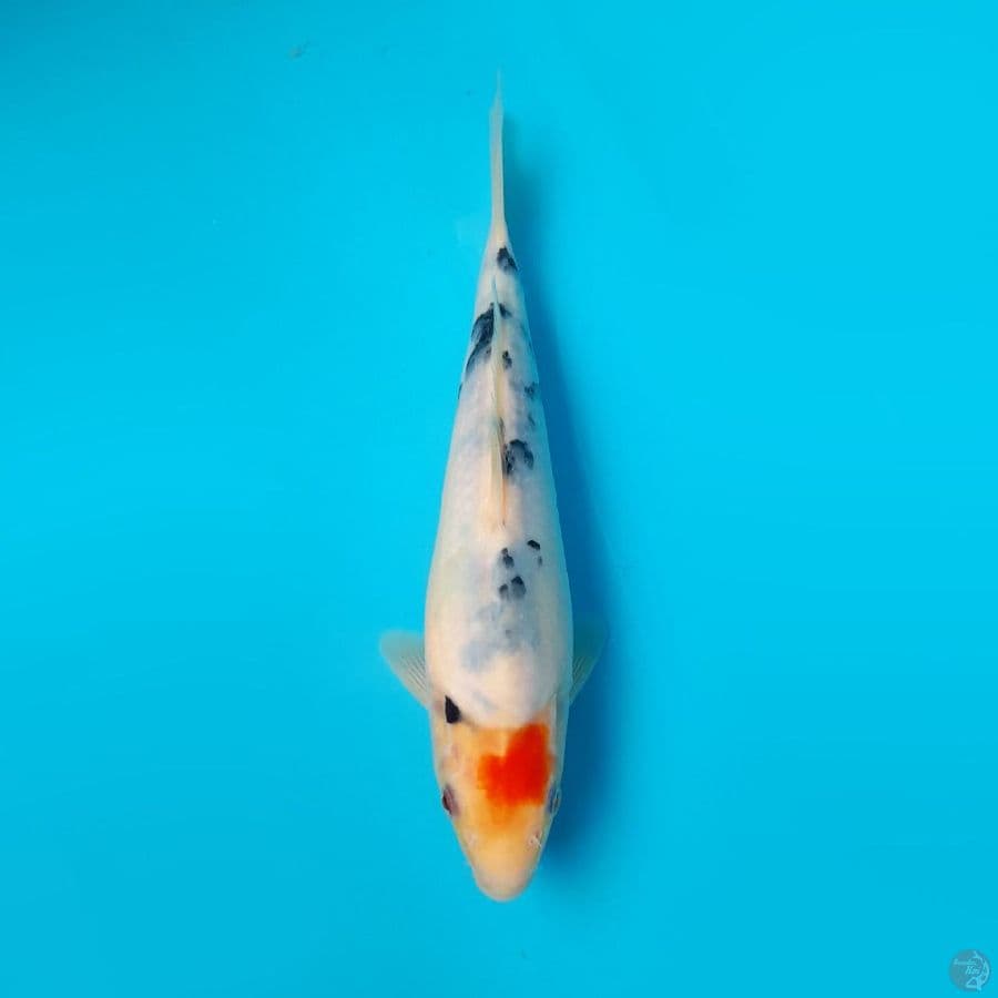 TANCHO SANKE 21CM