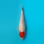 TANCHO KOHAKU DAINICHI 20CM