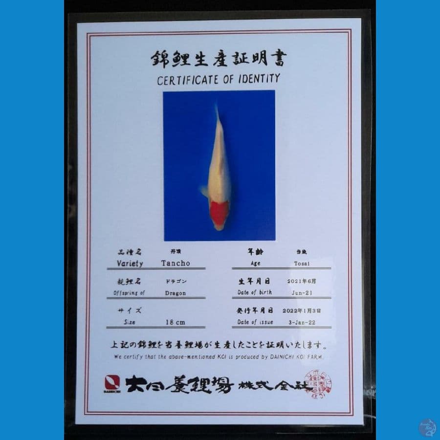 TANCHO KOHAKU DAINICHI 20CM