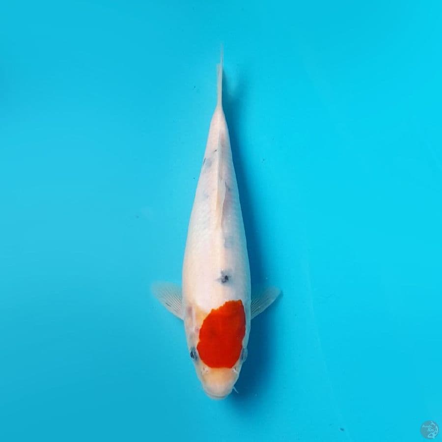 TANCHO SANKE DAINICHI 22CM