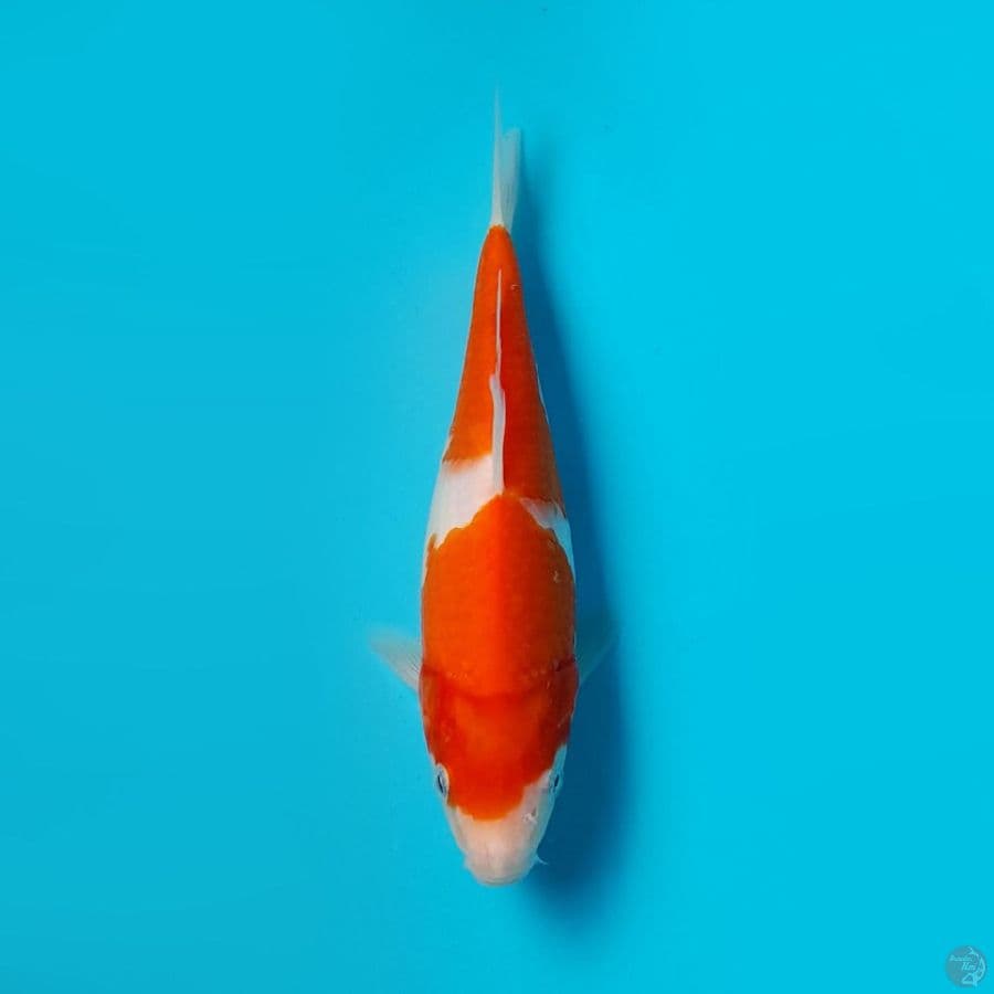 KOHAKU DAINICHI 20CM
