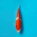 KOHAKU DAINICHI 20CM