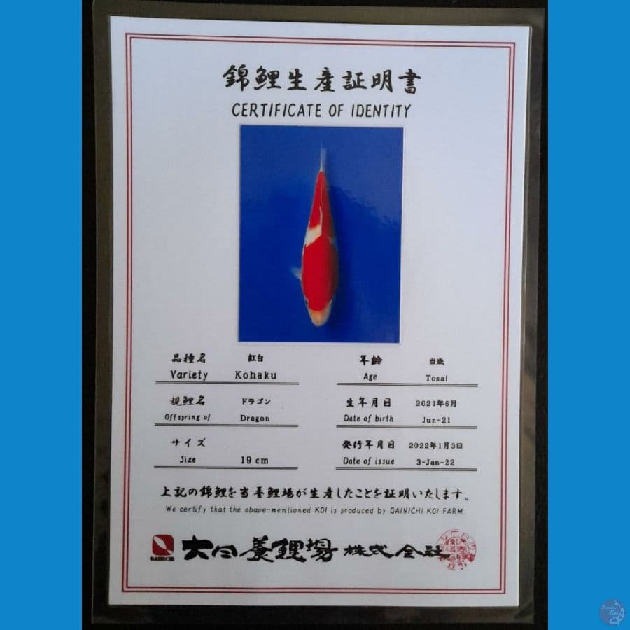 KOHAKU DAINICHI 20CM