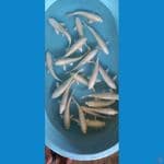 paket platinum 10 ekor 23-26cm