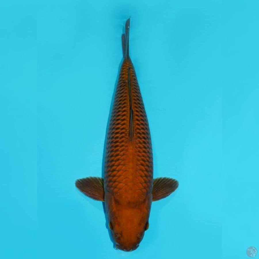 BADAK AIR - CHAGOI BULKY 49CM MALE (BERPUNUK)