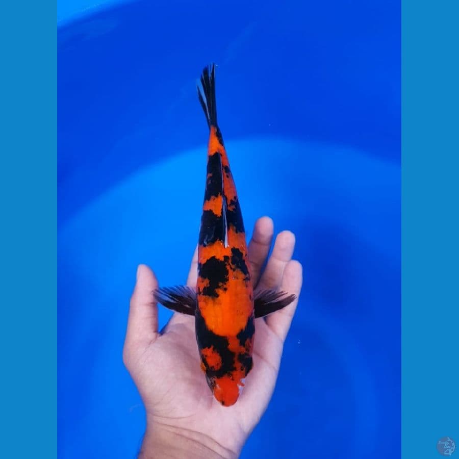 Hi Showa 26cm