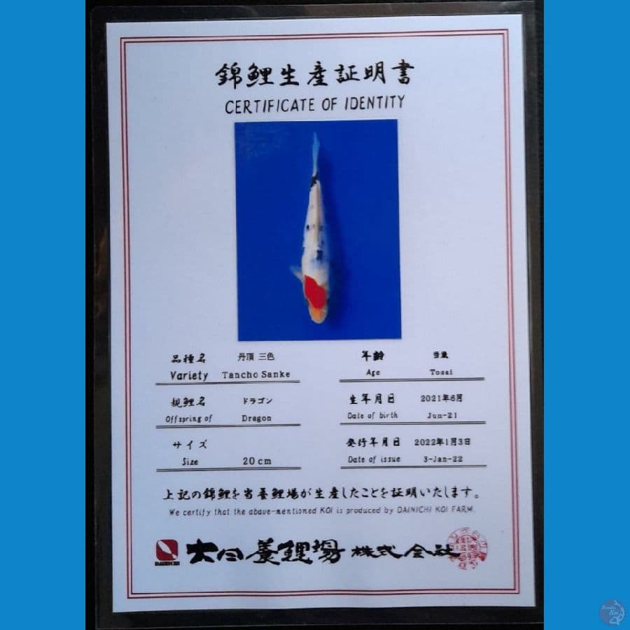 TANCHO SANKE DAINICHI 21CM