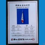 TANCHO SANKE DAINICHI 21CM