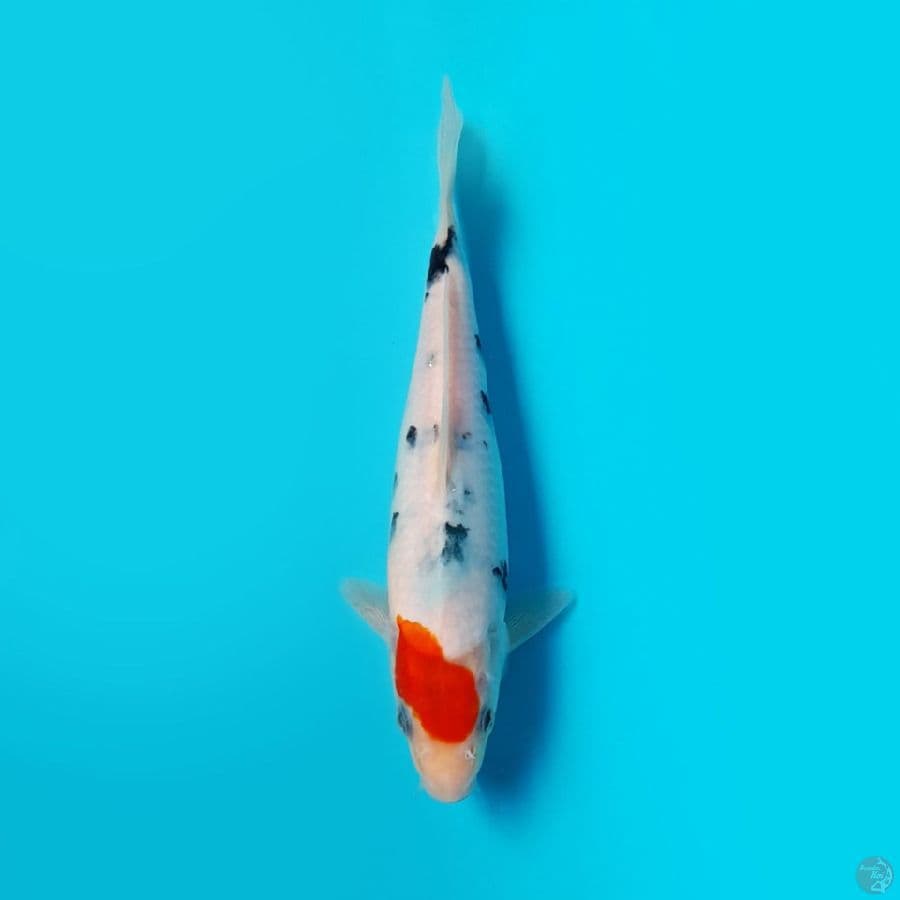 TANCHO SANKE DAINICHI 21CM