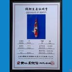 SANKE DAINICHI 23CM