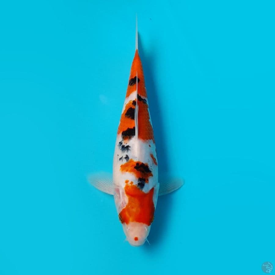 SANKE DAINICHI 23CM