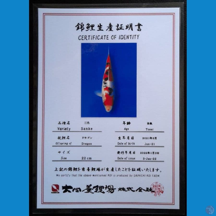 SANKE DAINICHI 23CM