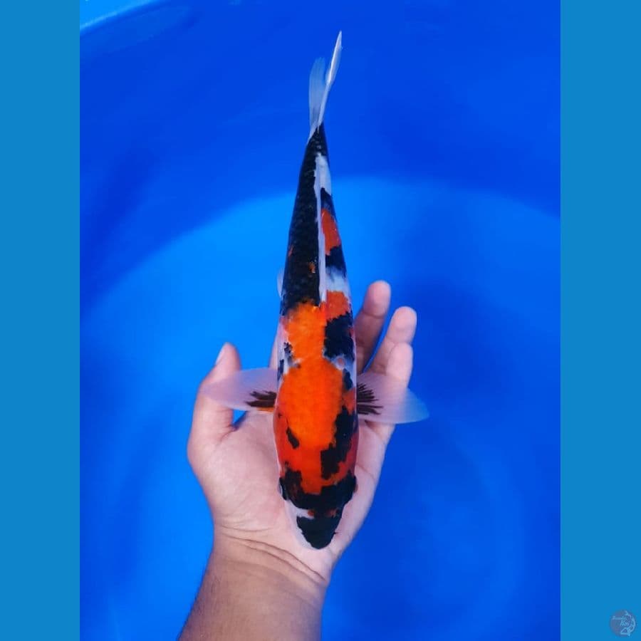 Kindai Showa 30cm
