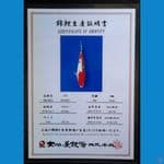 SANKE DAINICHI 19CM