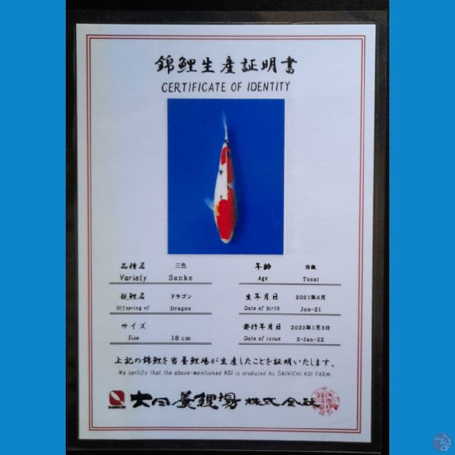 SANKE DAINICHI 19CM