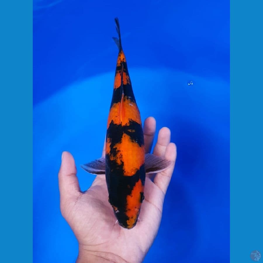 Hi Showa 27cm