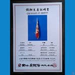 KOHAKU DAINICHI 19CM