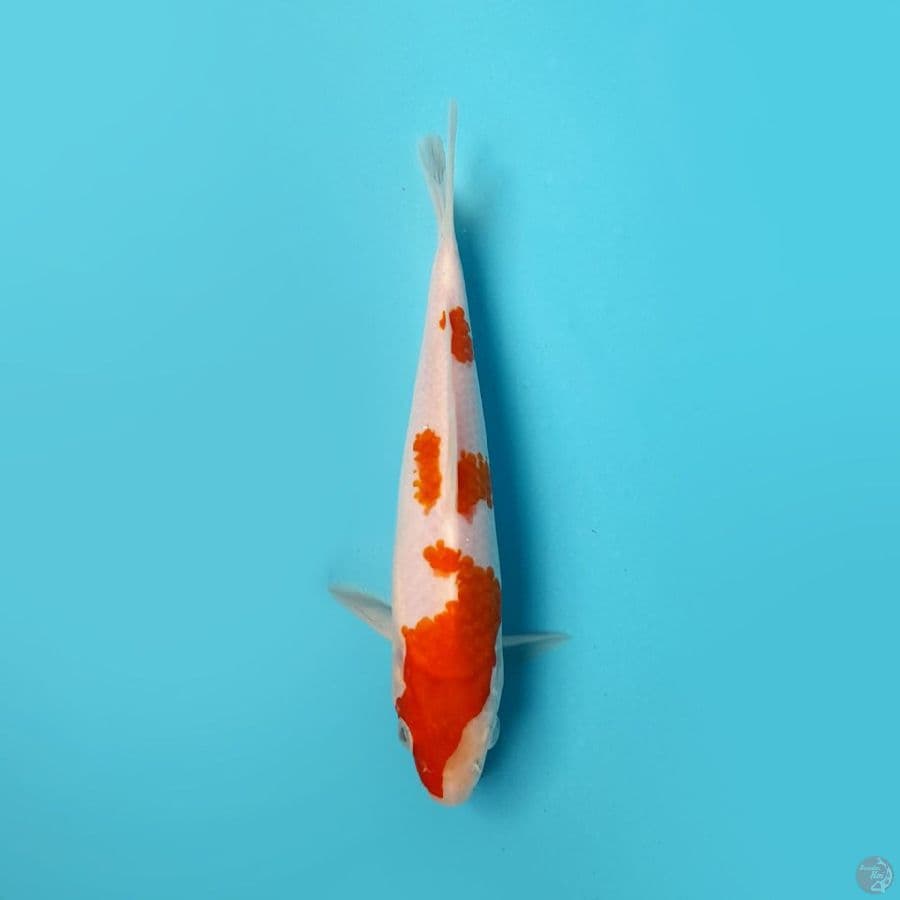 KOHAKU DAINICHI 19CM