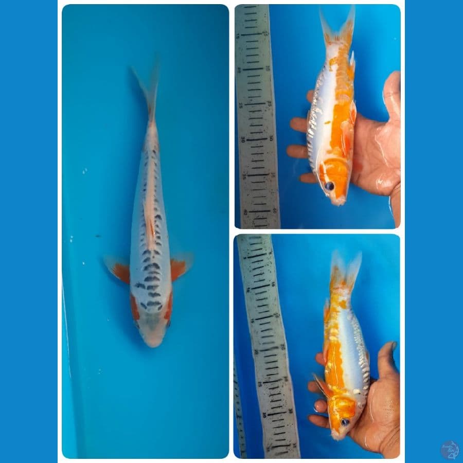 shusui 25cm