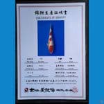 SANKE DAINICHI 24CM