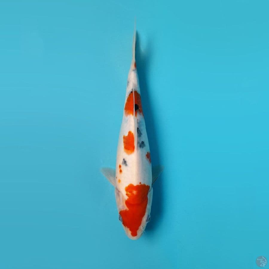 SANKE DAINICHI 24CM