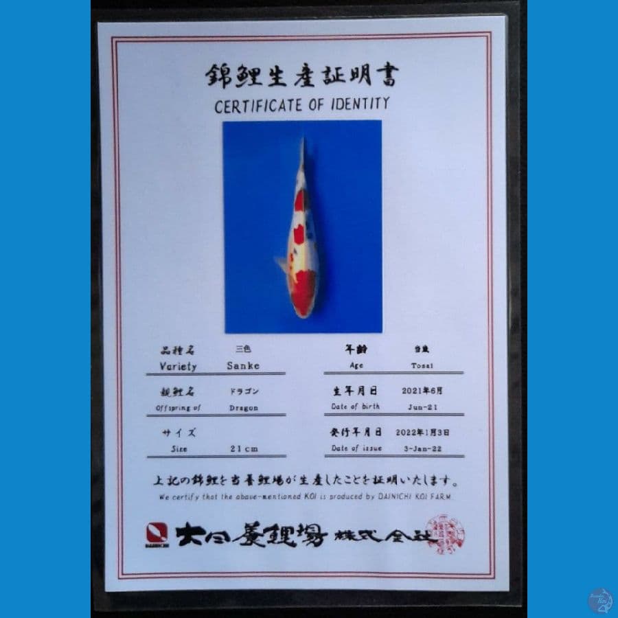 SANKE DAINICHI 24CM