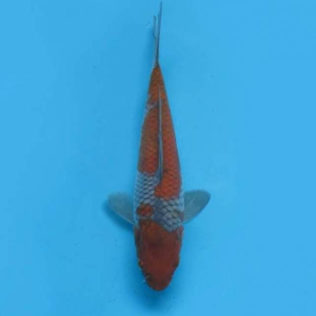 Ochiba 20cm