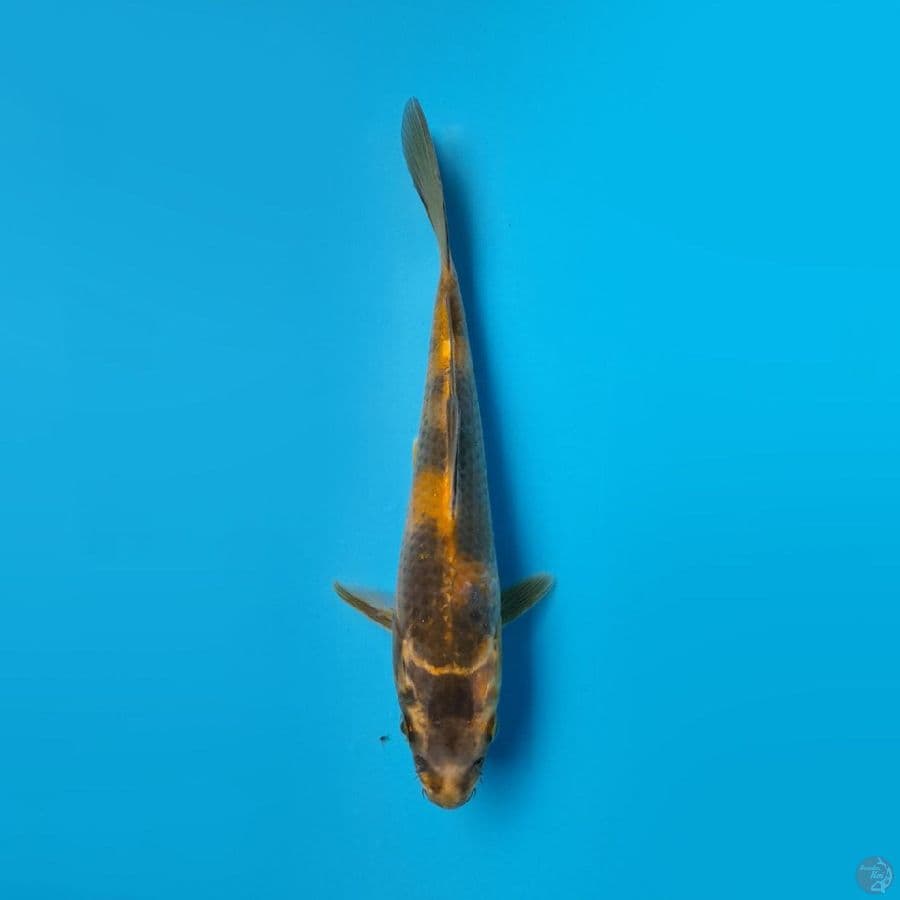 KIN KI UTSURI MARUHIRO 20CM